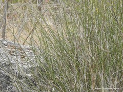 Chrysojasminum fruticans