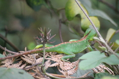 Calotes nigrilabris