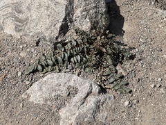 Chylismia multijuga