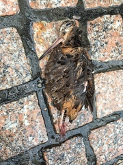 Scolopax minor