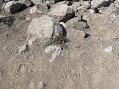 Chylismia multijuga