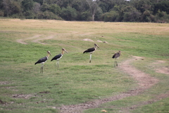 Leptoptilos javanicus
