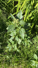 Chenopodiastrum murale