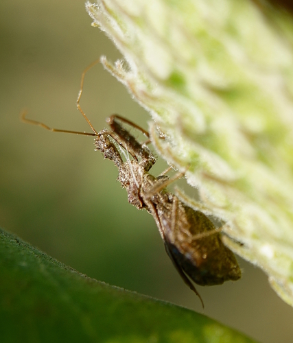 Spined Assassin Bug photo 4