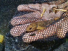 Gobiomorphus huttoni