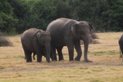 Elephas maximus maximus