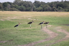 Leptoptilos javanicus