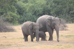 Elephas maximus maximus