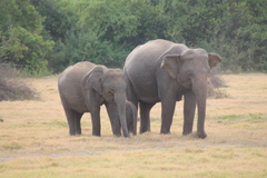 Elephas maximus maximus