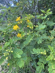 Senna pendula glabrata