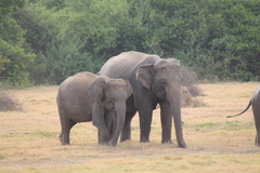 Elephas maximus maximus