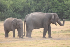 Elephas maximus maximus