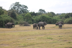 Elephas maximus maximus