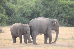 Elephas maximus maximus