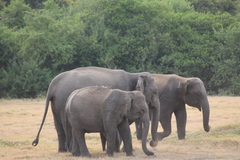 Elephas maximus maximus