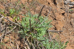 Lomatium suksdorfii