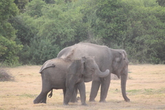 Elephas maximus maximus