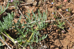 Lomatium suksdorfii