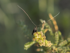 Adela paludicolella