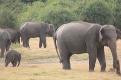 Elephas maximus maximus