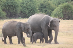 Elephas maximus maximus