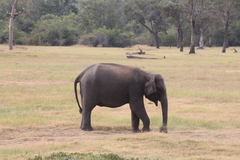 Elephas maximus maximus
