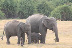 Elephas maximus maximus