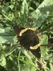 Thorybes pseudocellus