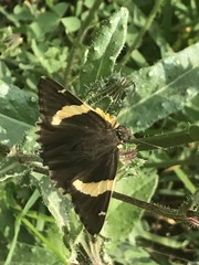 Thorybes pseudocellus