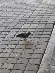 Columba livia domestica