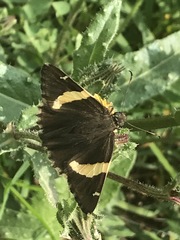 Thorybes pseudocellus