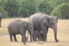 Elephas maximus maximus