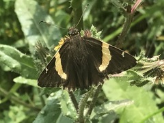 Thorybes pseudocellus