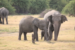 Elephas maximus maximus