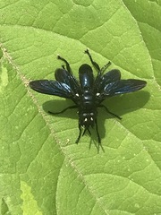 Penthosia satanica