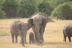 Elephas maximus maximus