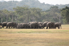 Elephas maximus maximus