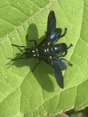 Penthosia satanica