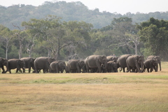 Elephas maximus maximus