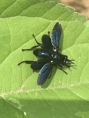 Penthosia satanica
