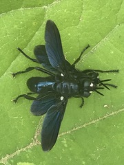 Penthosia satanica
