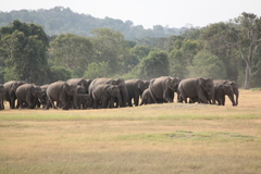 Elephas maximus maximus