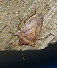 Euschistus variolarius