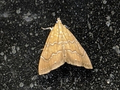 Glaphyria sesquistrialis