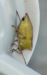 Euschistus variolarius