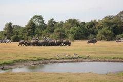 Elephas maximus maximus