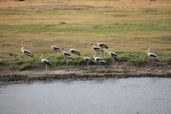 Elephas maximus maximus