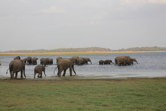 Elephas maximus maximus