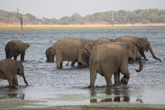 Elephas maximus maximus