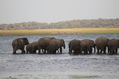 Elephas maximus maximus